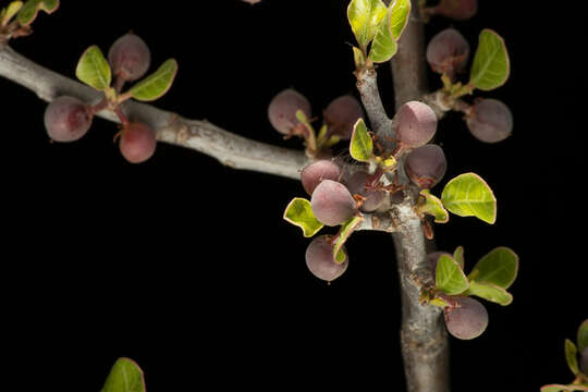 Image of Bursera schlechtendalii Engl.