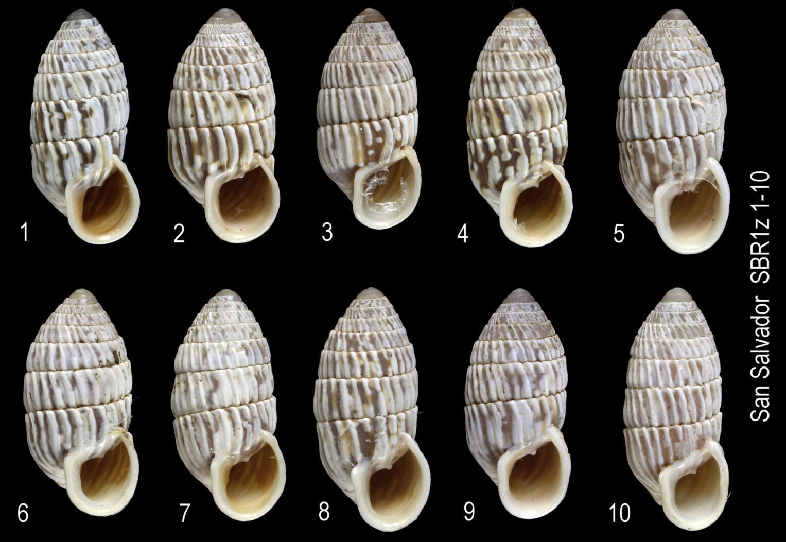 Image of Cerion melanostomum Clench 1934