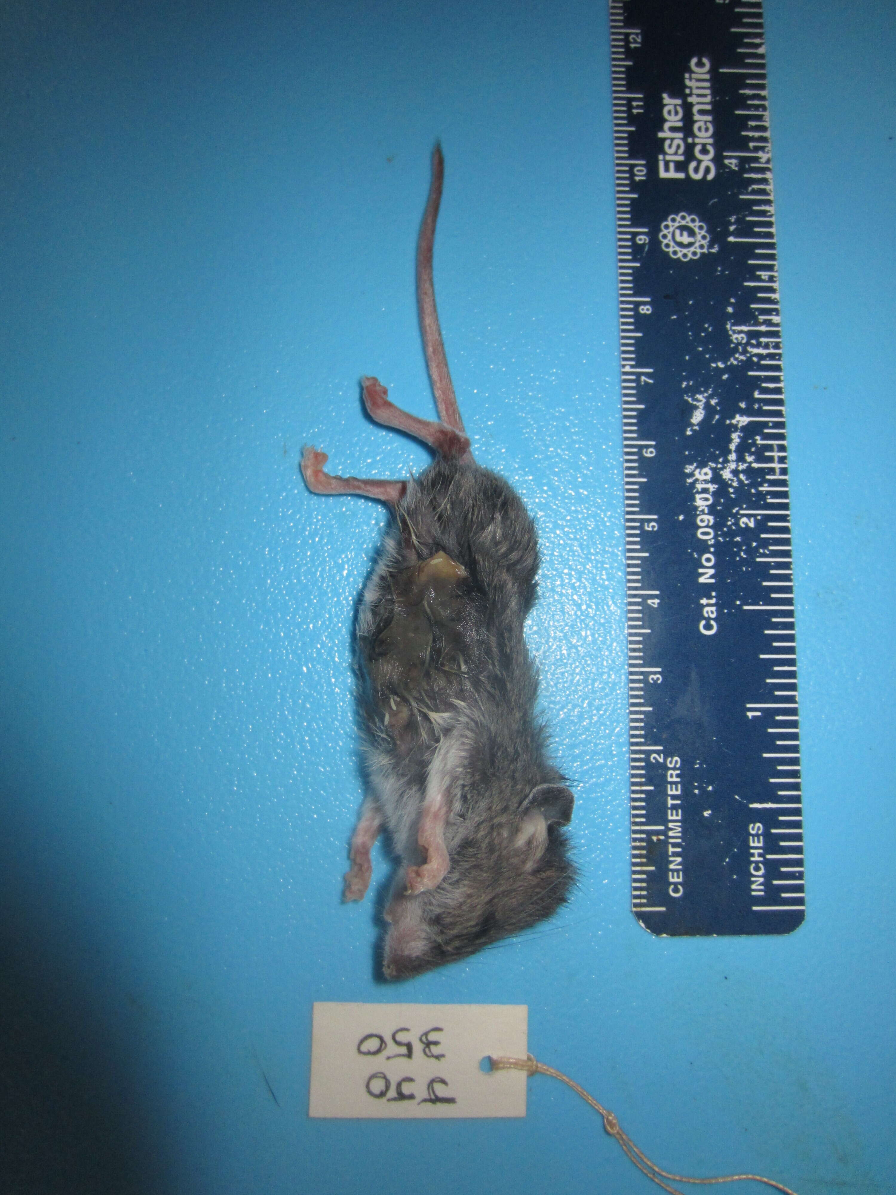 Image of White-footed Deermouse