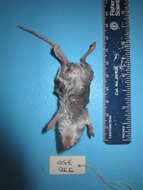 Image of White-footed Deermouse