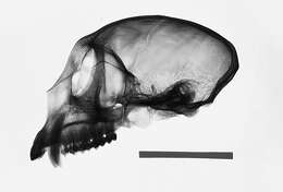 Слика од Cercopithecus mitis stuhlmanni Matschie 1893