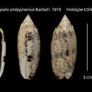 Image of Oliva episcopalis philippinensis Bartsch