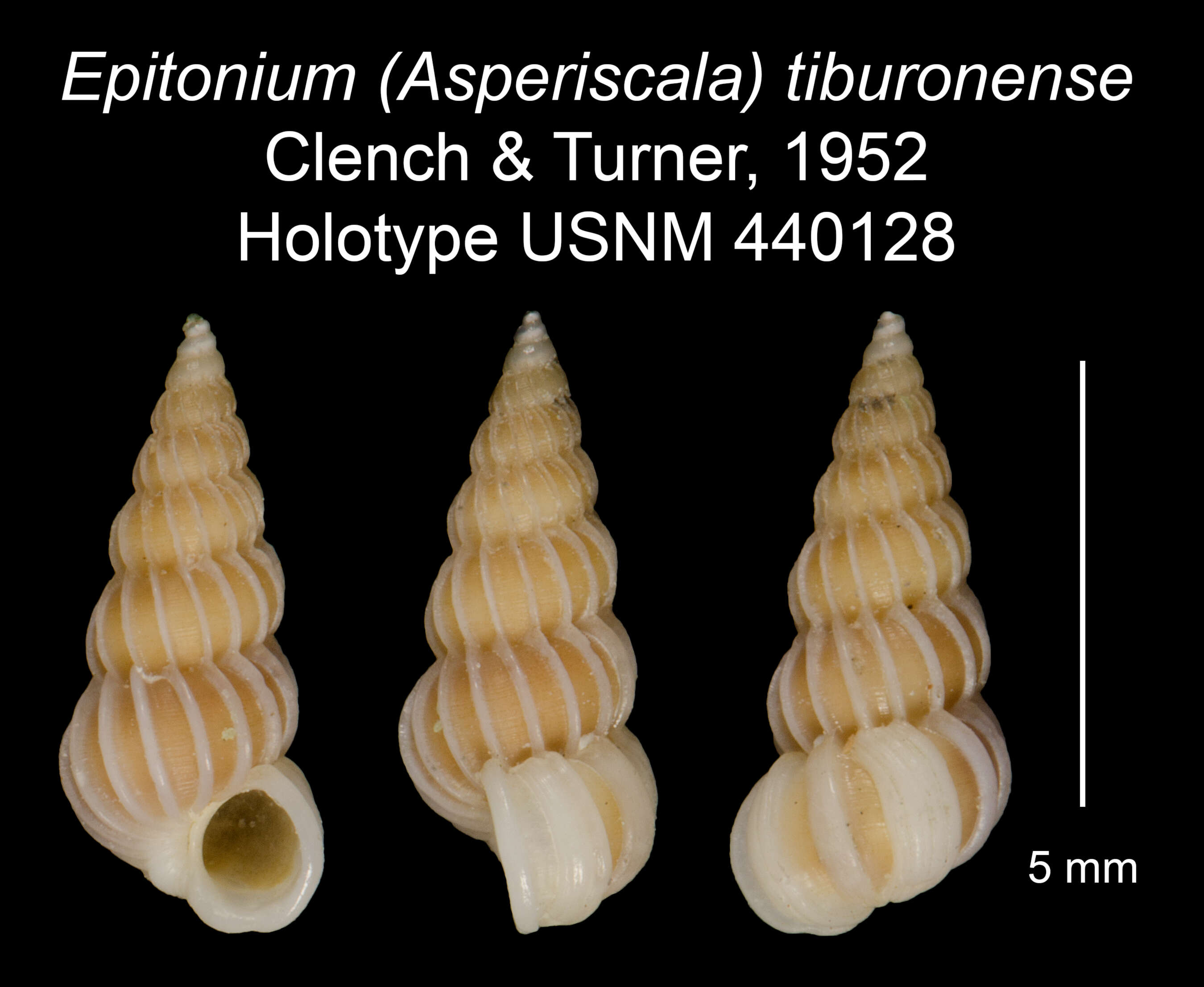 Image of Epitonium tiburonense Clench & R. D. Turner 1952