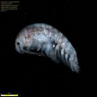 Image of Amphipoda