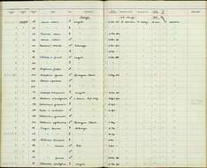 Nectarinia tacazze (Stanley 1814)的圖片