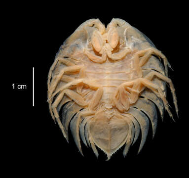 Image of Ceratoserolis Cals 1977