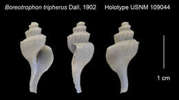 Sivun Boreotrophon tripherus Dall 1902 kuva