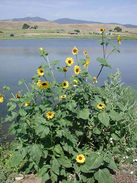 Image of common sunflower