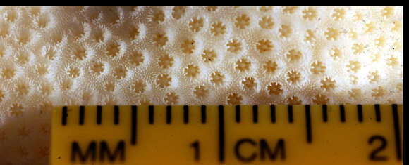 Image of Smooth Cauliflower Coral