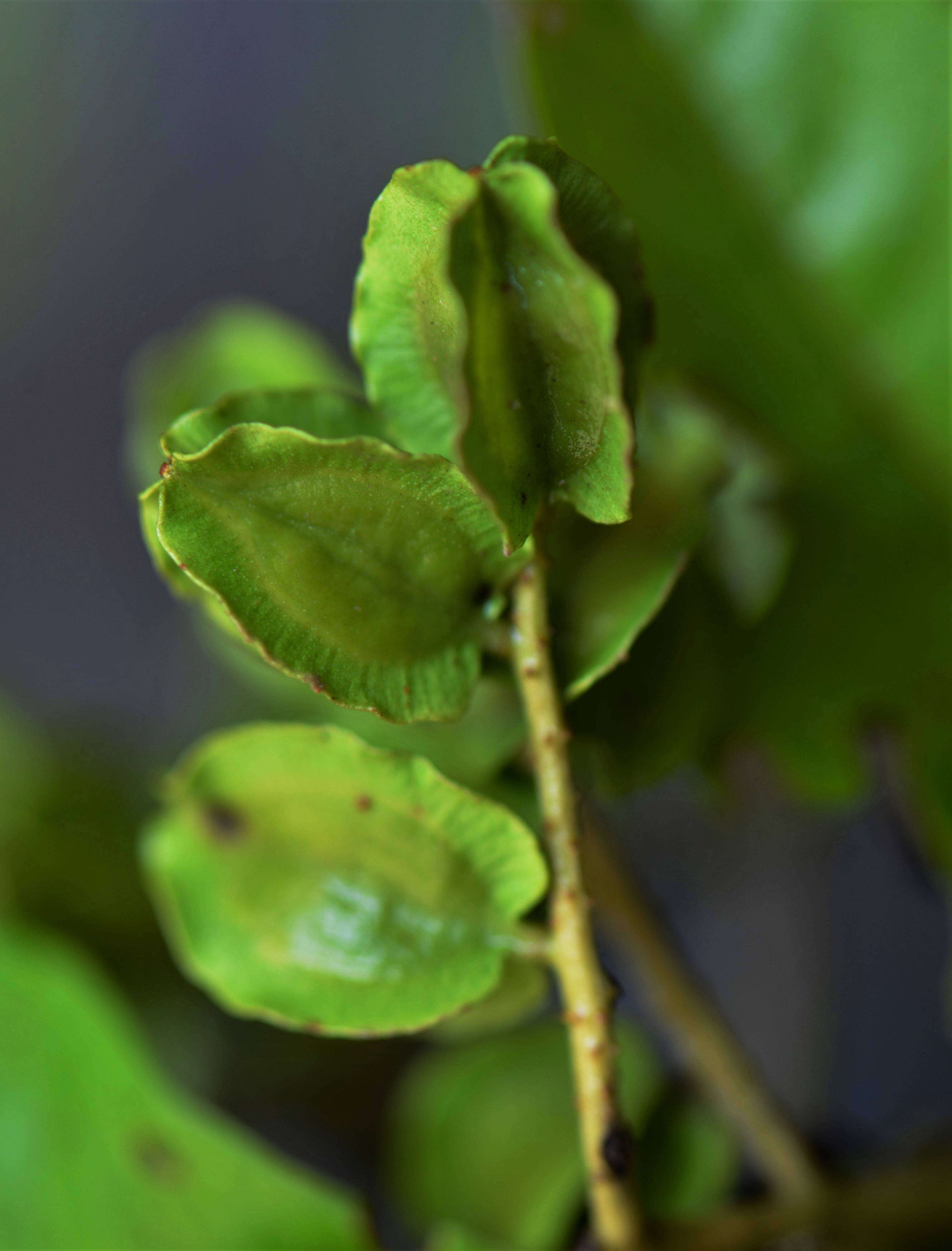 Image of Combretum Loefl.