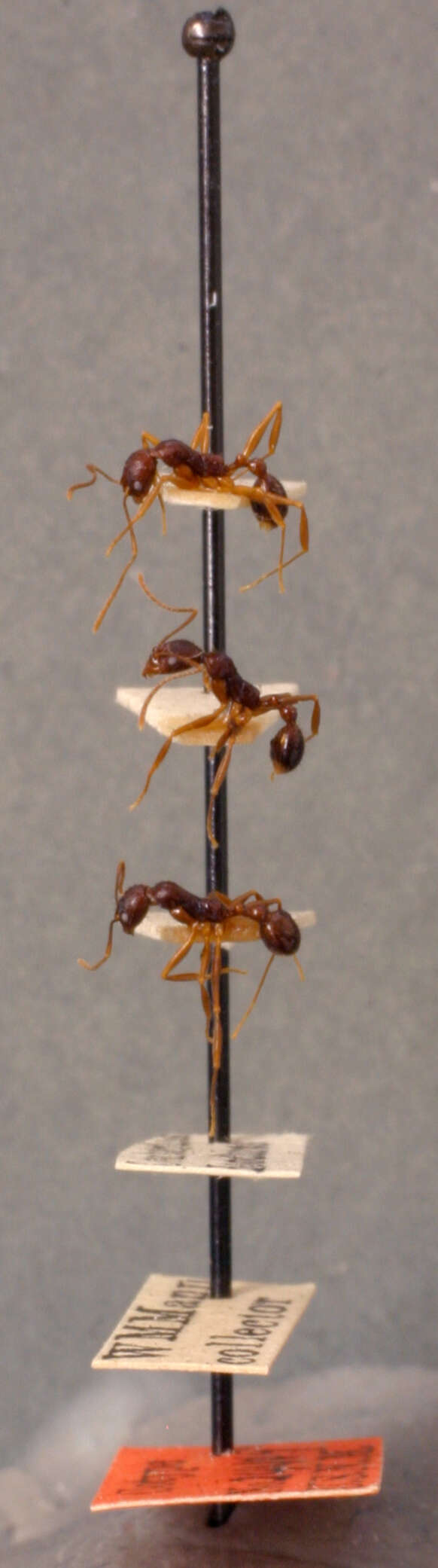 Aphaenogaster honduriana Mann 1922的圖片