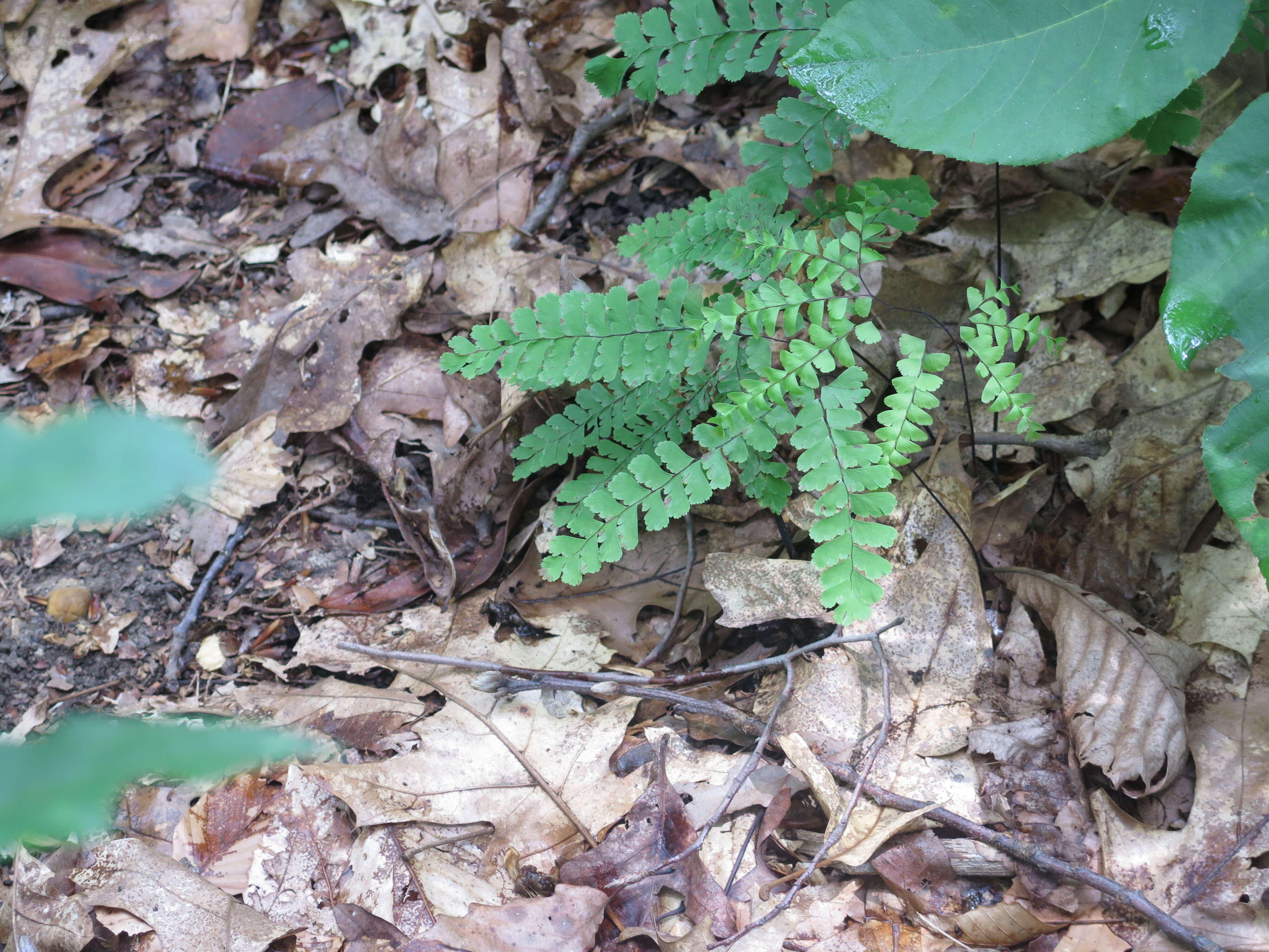 Image of Adiantum L.