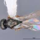 Image of Cyrtogaster reburra Heydon 1989