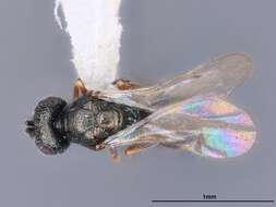 Image de Cyrtogaster reburra Heydon 1989