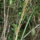 Image of Kauai sawsedge