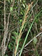 Image of Kauai sawsedge