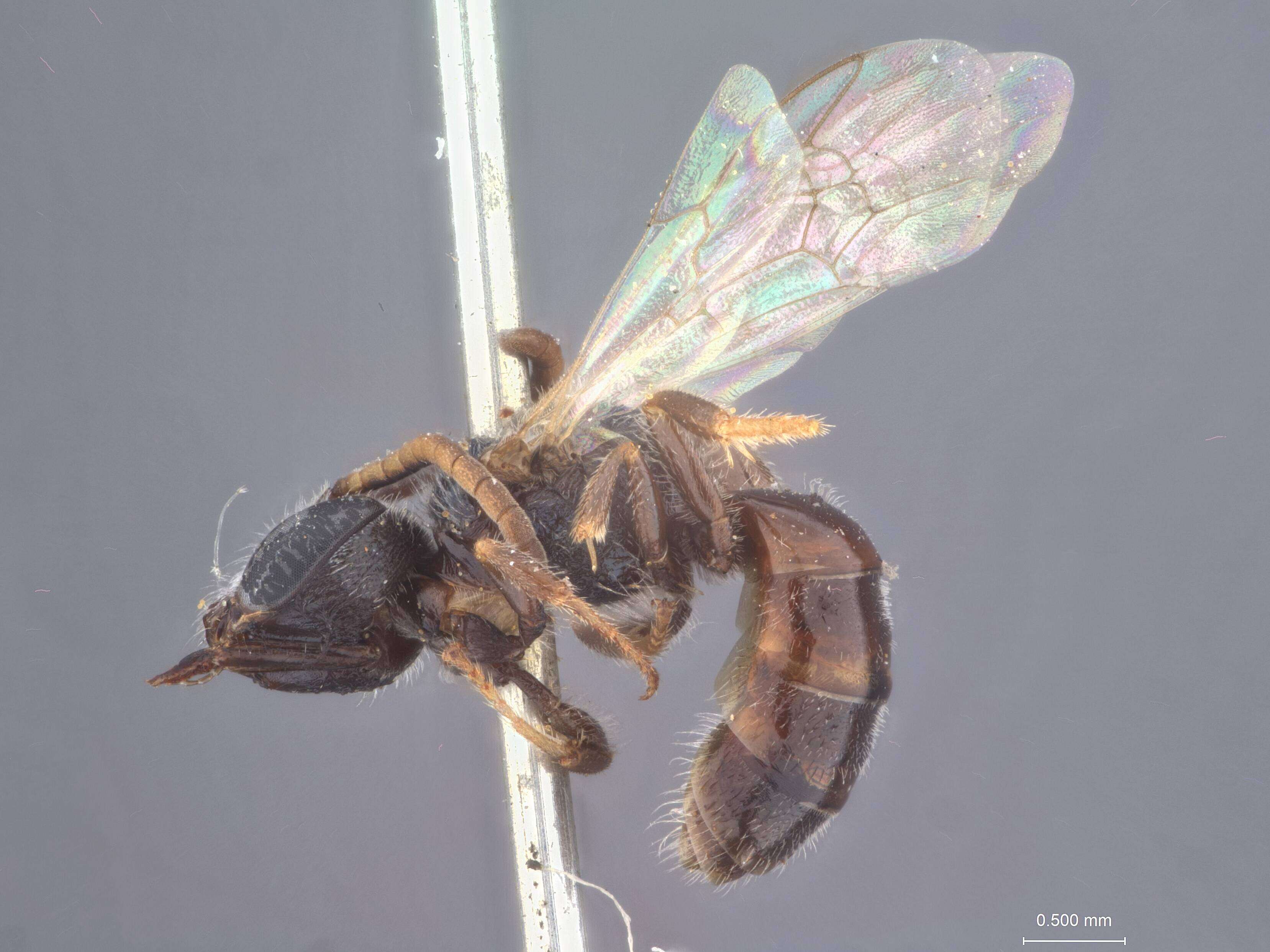 Image of Halictus