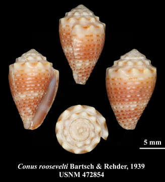 Image de Conus tiaratus G. B. Sowerby I 1833