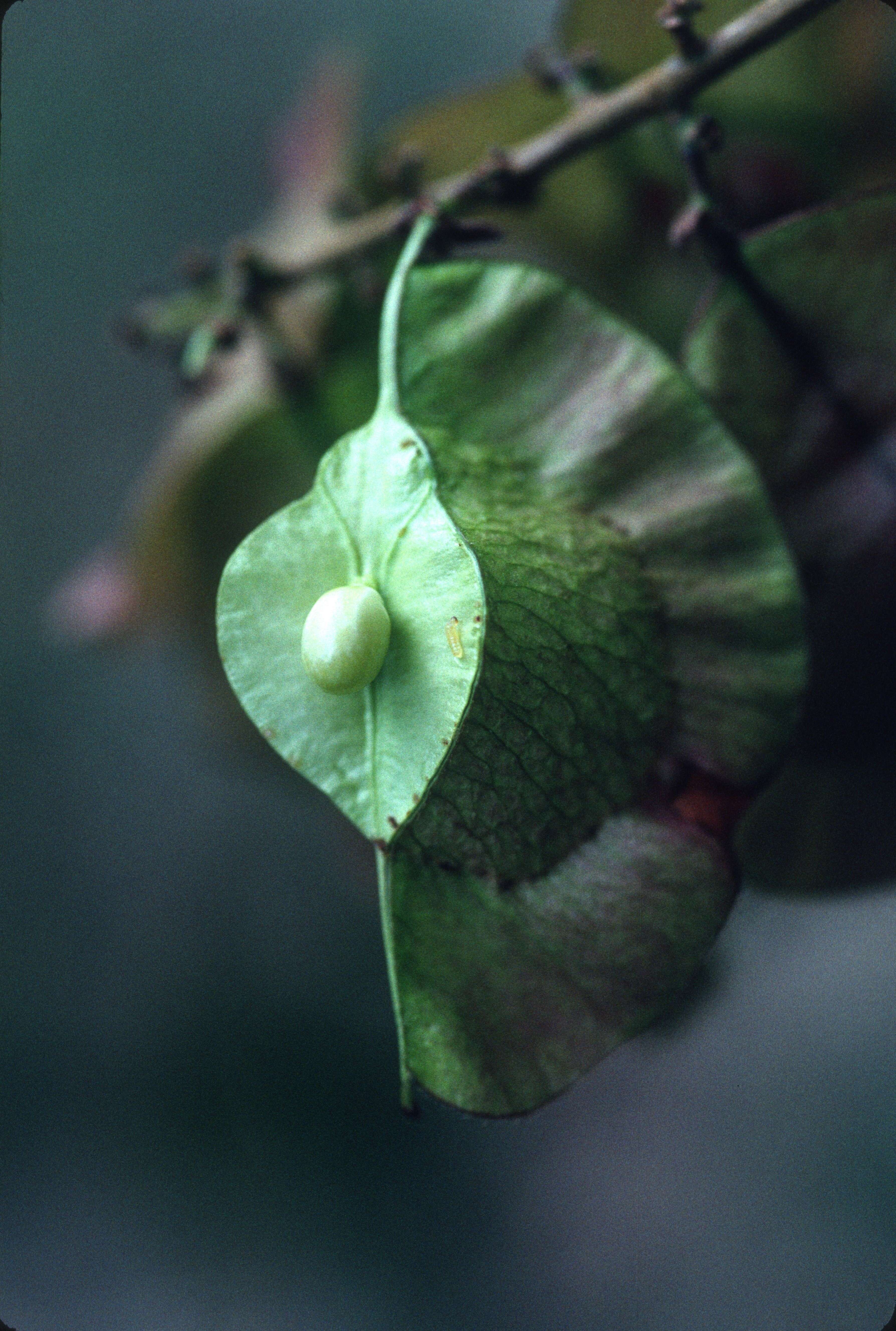 Слика од Urvillea stipularis M. S. Ferrucci