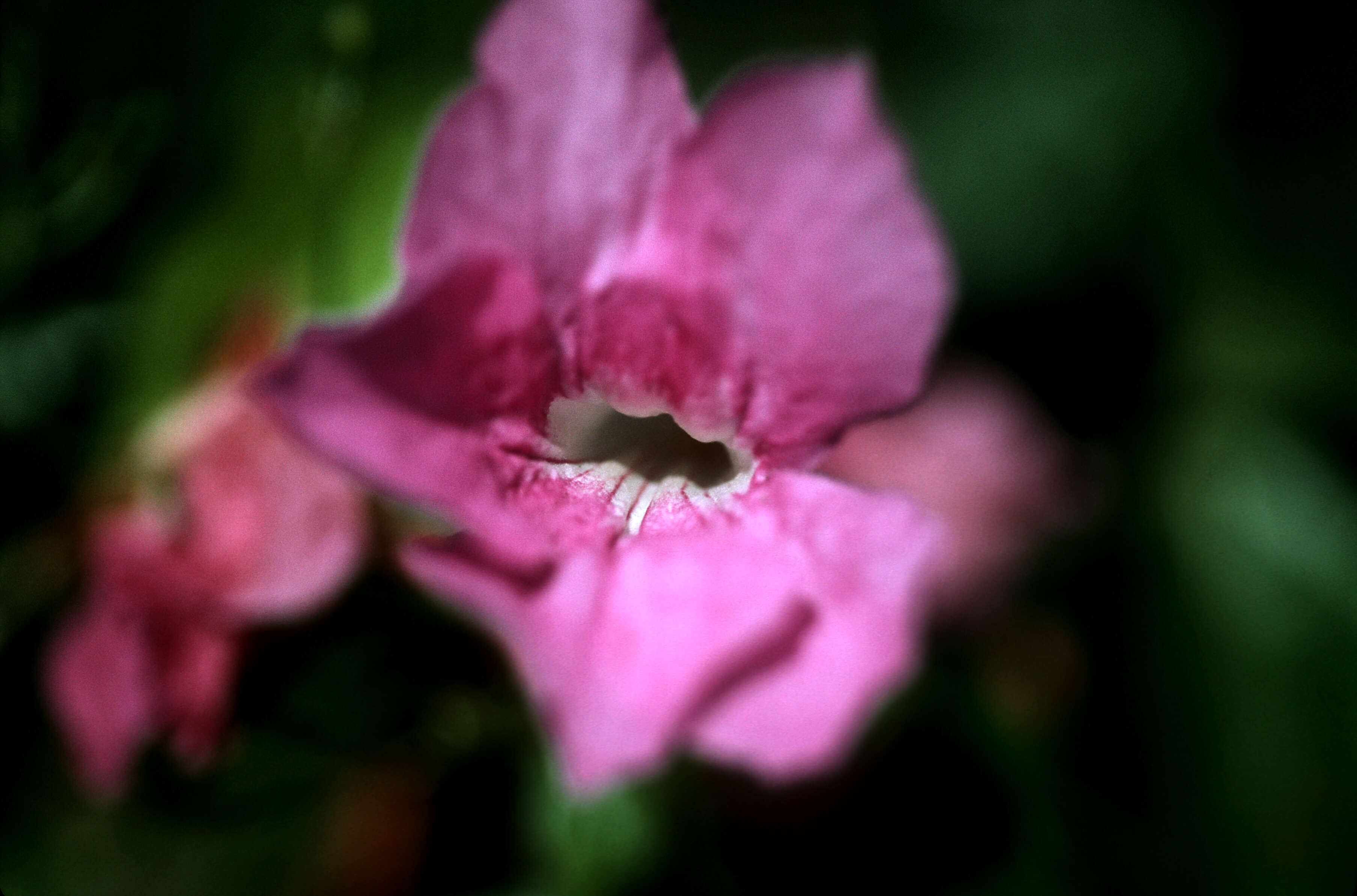 Image de Bignonia corymbosa (Vent.) L. G. Lohmann