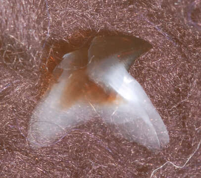 Image of Neoteuthis Naef 1921