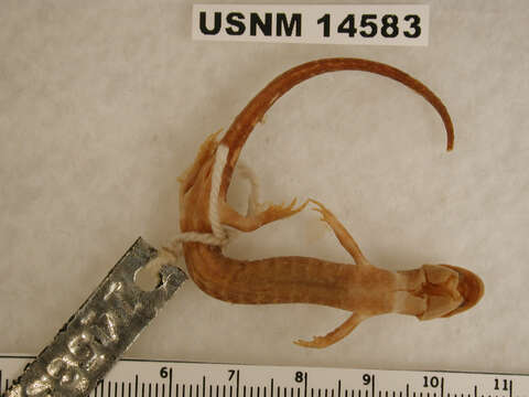 Image of Flatwoods salamander