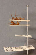 Image of Aphaenogaster phalangium Emery 1890