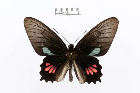 Image of Parides lysander (Cramer (1775))