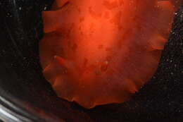 Image of Nudibranchia