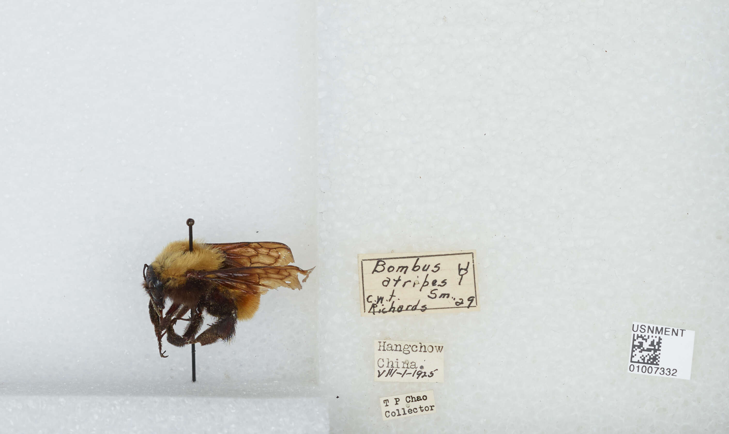 Image of Bombus atripes Smith 1852