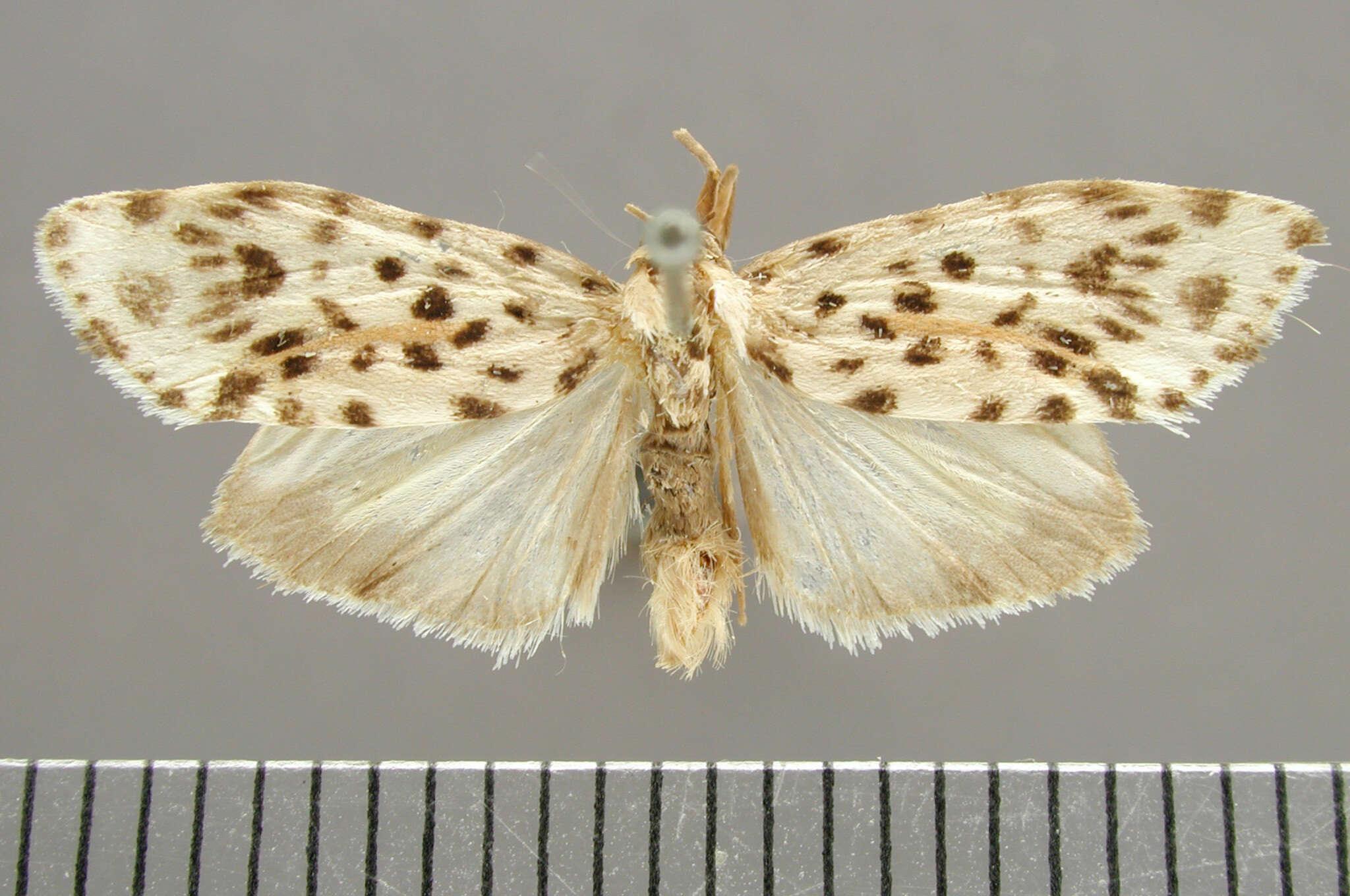Image of Clemensia leopardina Schaus 1911