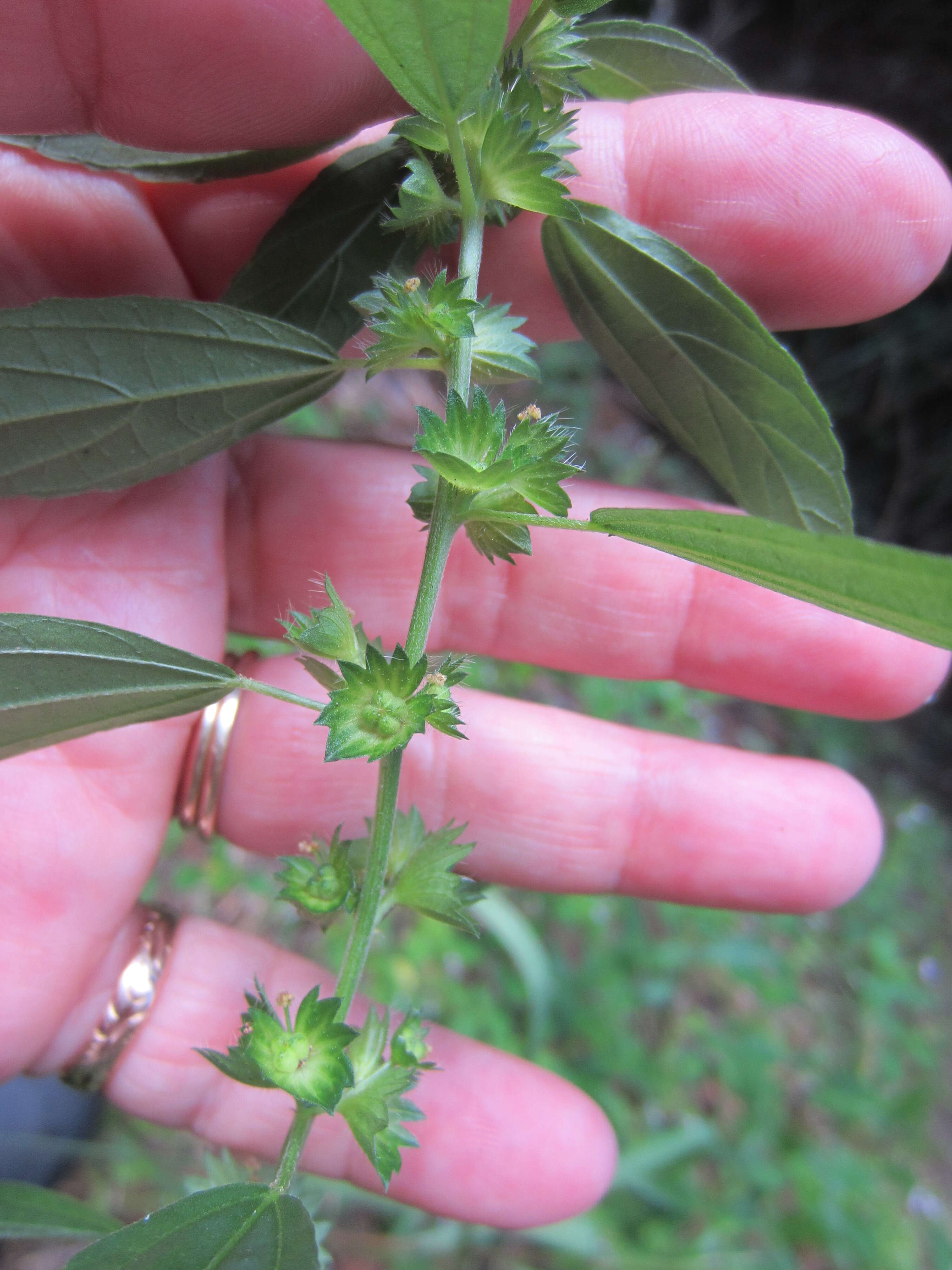 Sivun Acalypha gracilens A. Gray kuva