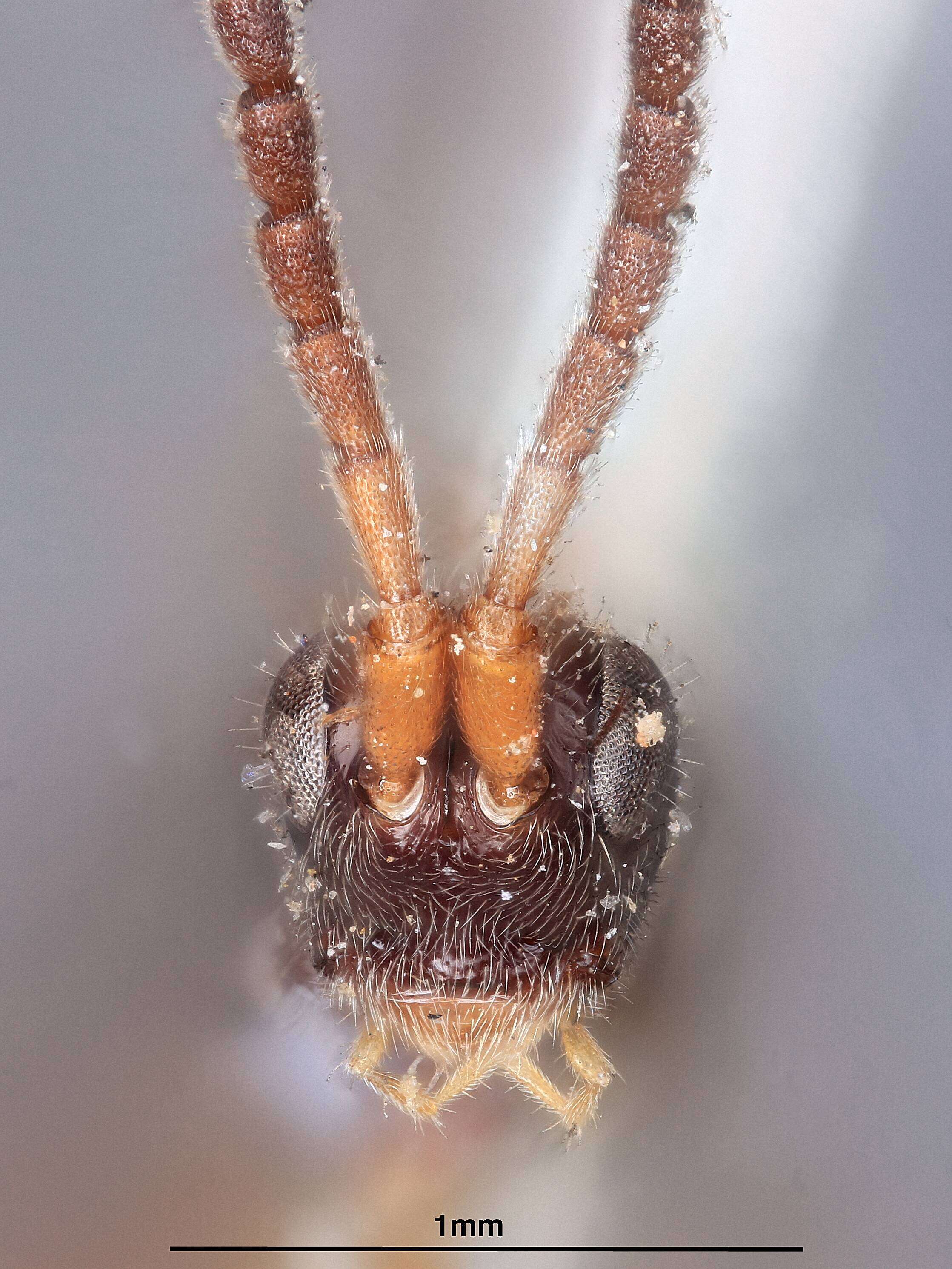 Image de Proctotrypes quadriceps Ashmead