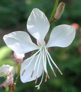 Imagem de Oenothera lindheimeri (Engelm. & A. Gray) W. L. Wagner & Hoch