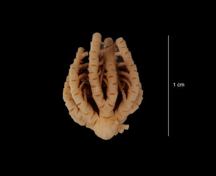 Image of Eumorphometra marri John 1938