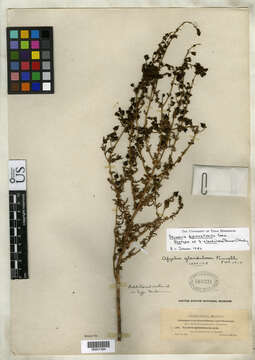 Image of Eagle Pass blacksenna