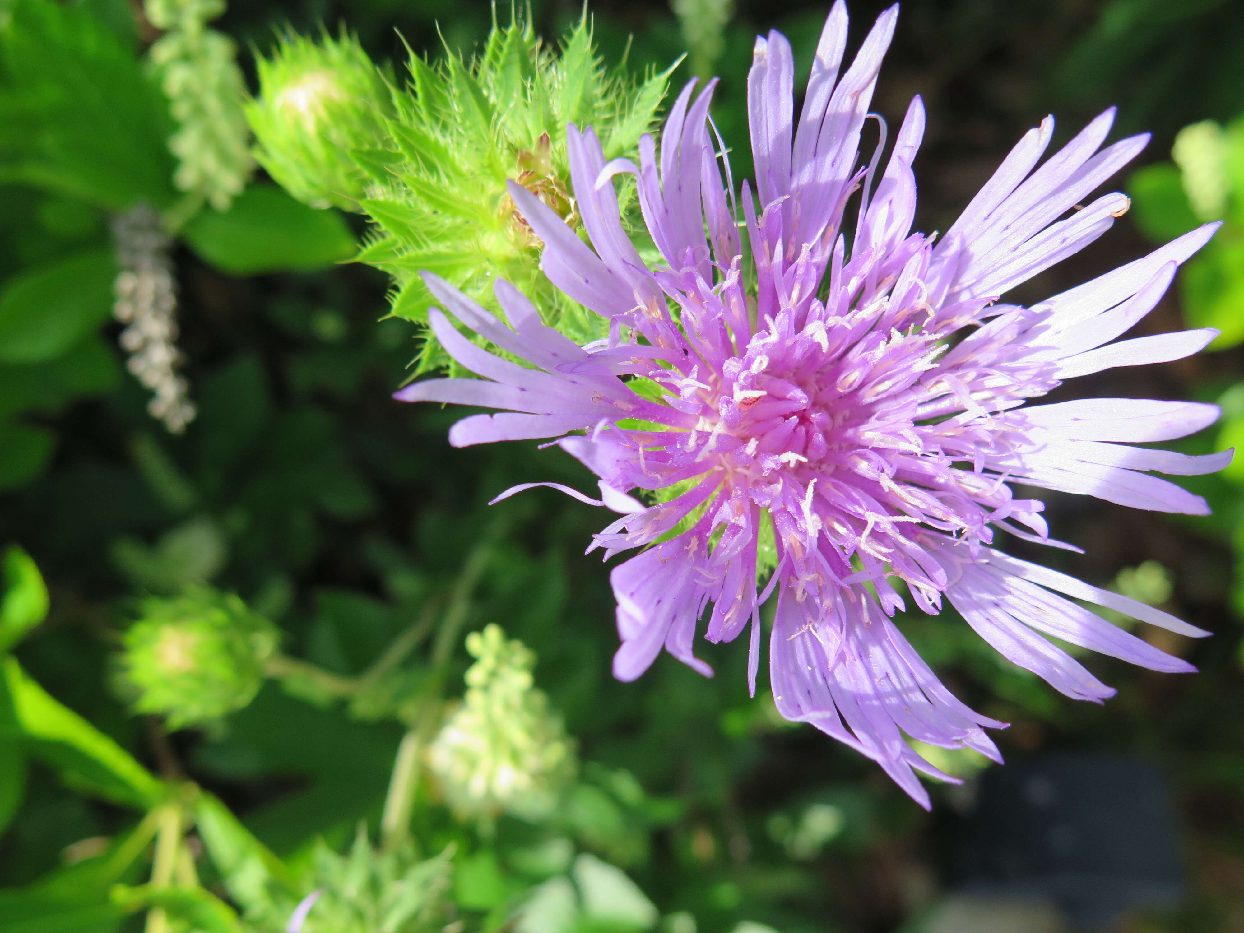 Image of Stokesia