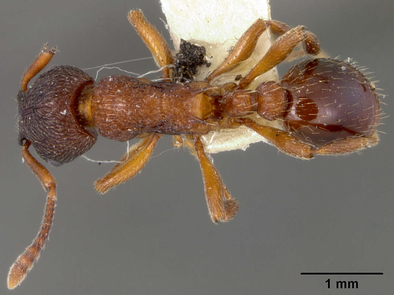 Image of Myrmica brevinodis var. subalpina Wheeler