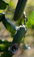 Image of Adenocalymma Mart.