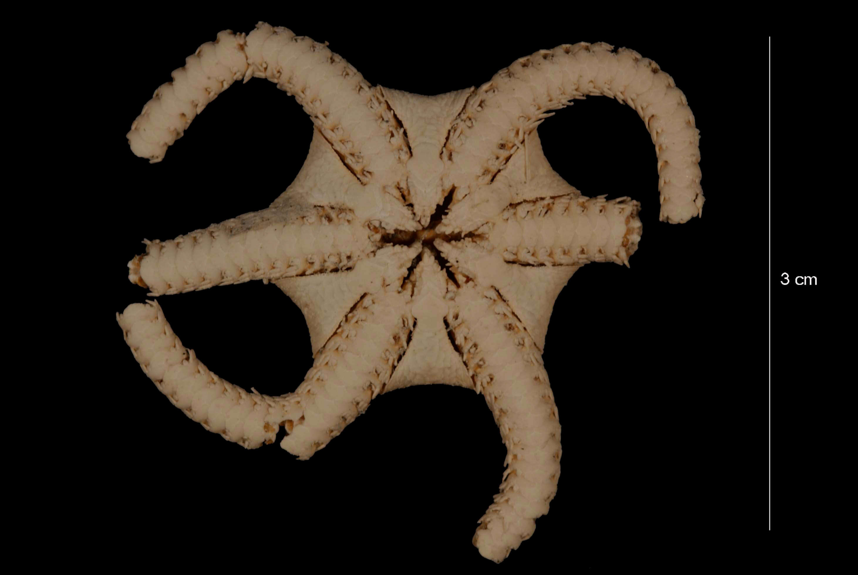 Image of Ophionotus hexactis (E. A. Smith 1876)