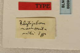 Image of Rhytiphora marmorea (Breuning 1938)