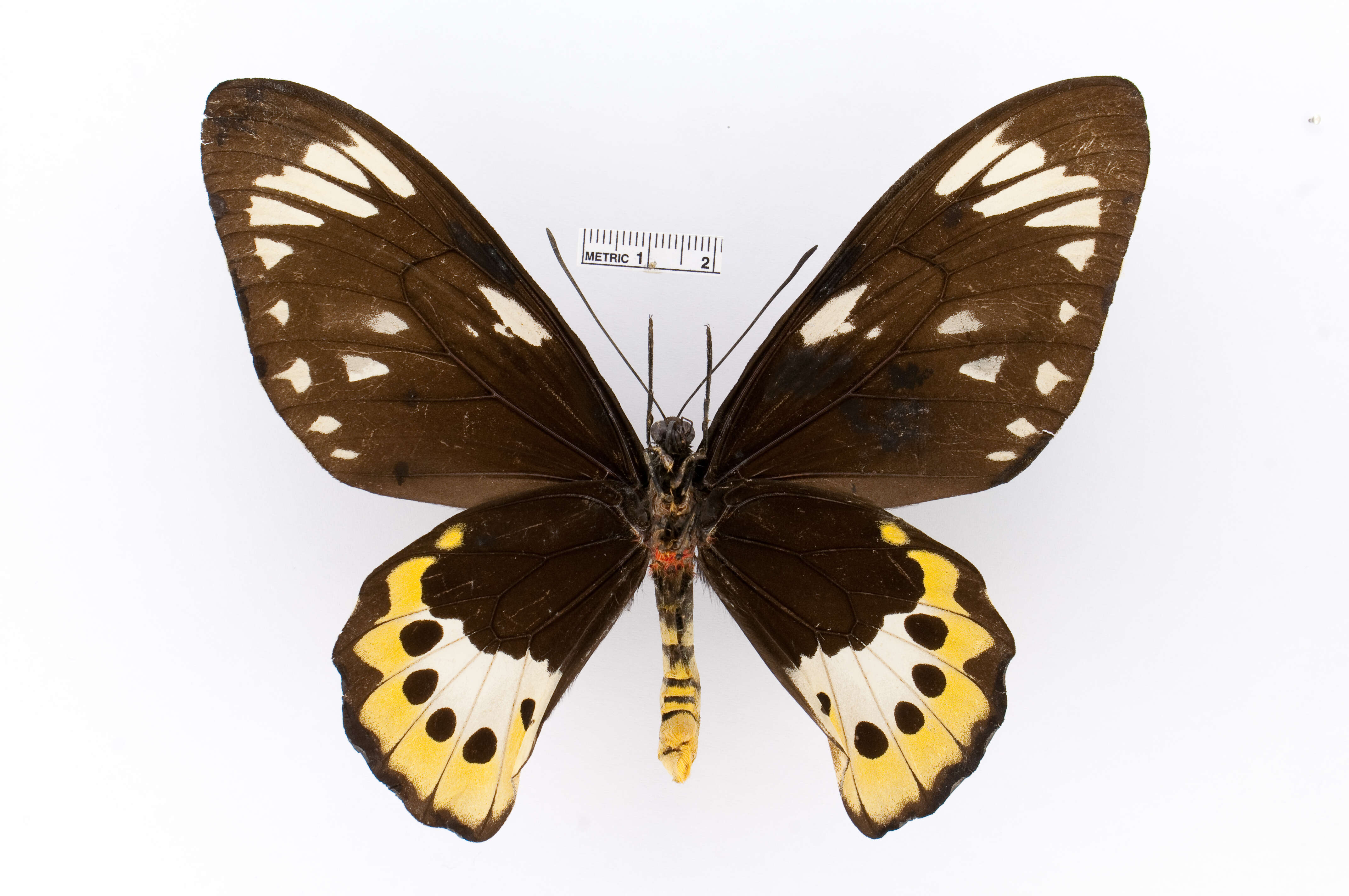 Слика од Ornithoptera paradisea Staudinger 1893