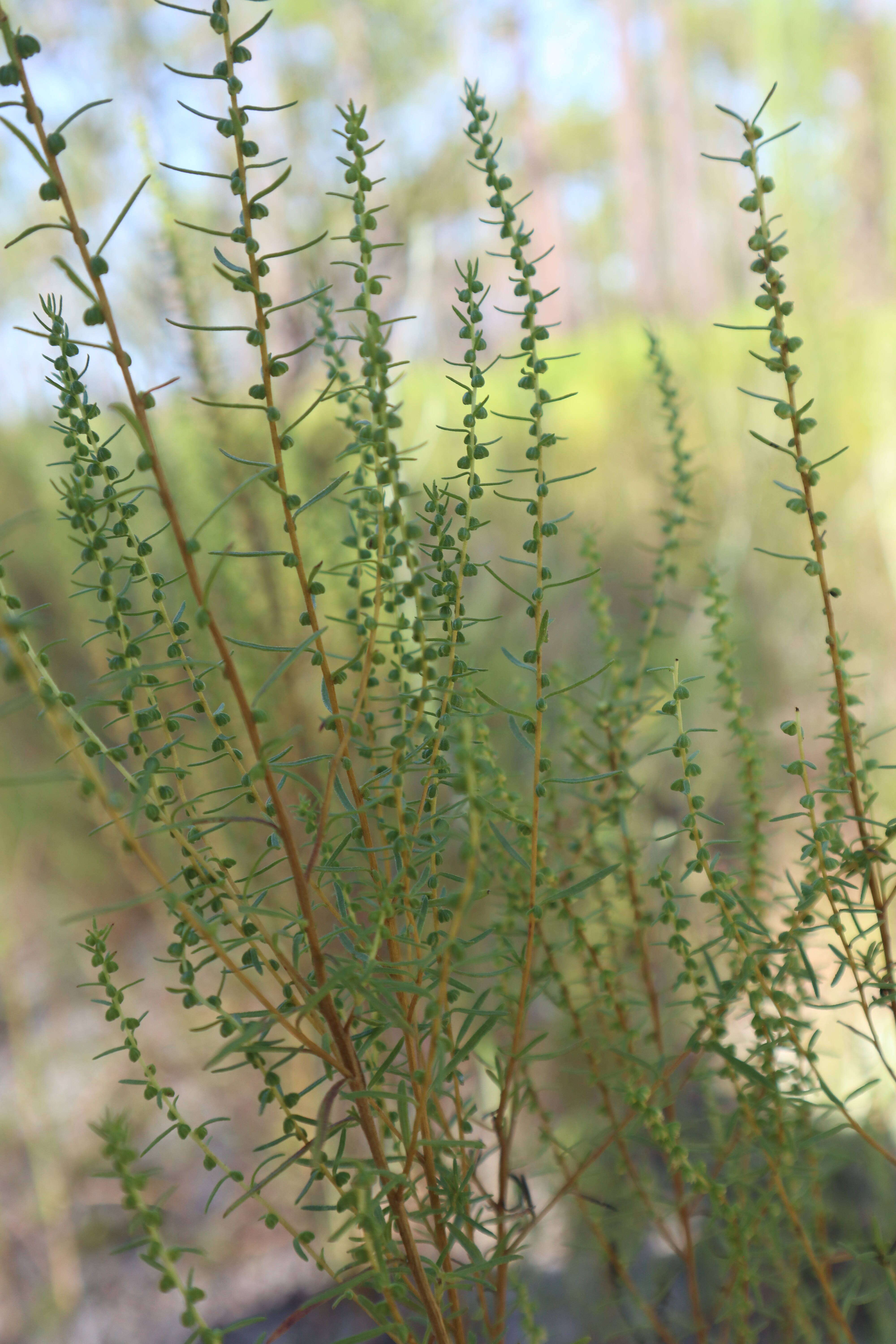 Image of Small-Head Marsh-Elder