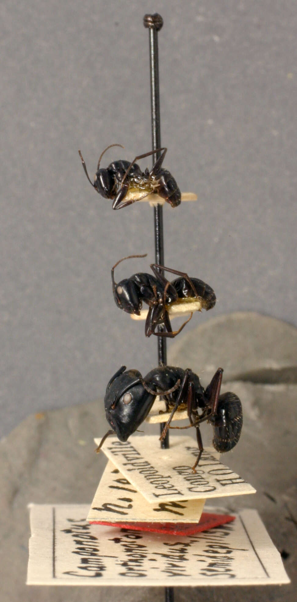 Image of Camponotus vividus semidepilis Wheeler 1922