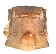 Image of Reticulate boxfish