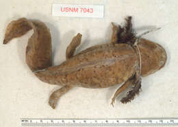 Image of Ambystoma mavortium Baird 1850