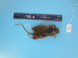 Image of Deer Mouse