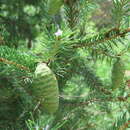 Image of Wilson's Spruce