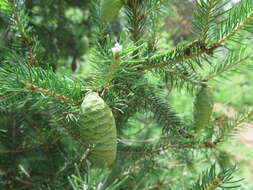 Image of Wilson's Spruce