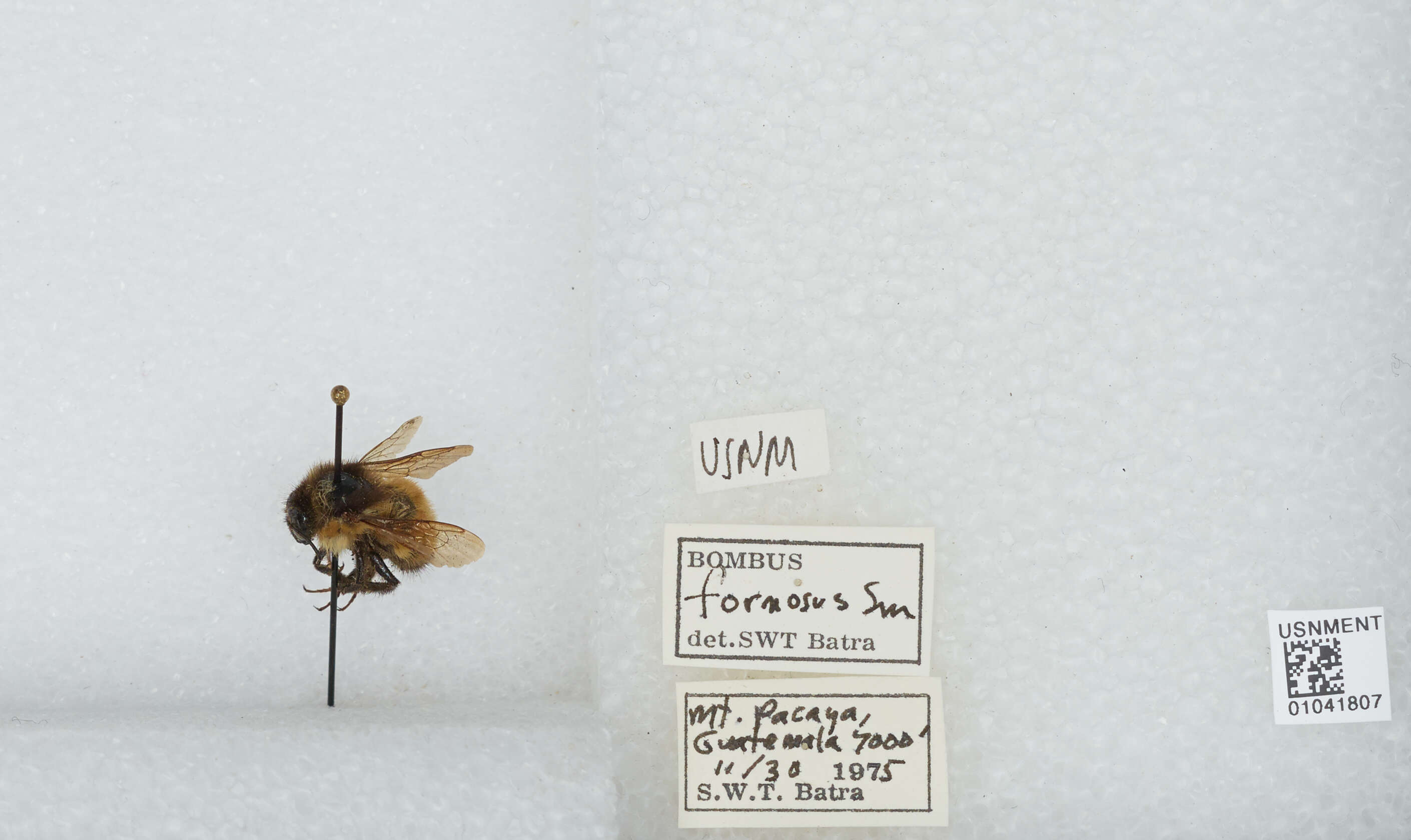 Image of Bombus weisi Friese 1903